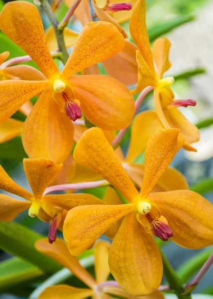 Yellow orchid — Stock Photo, Image