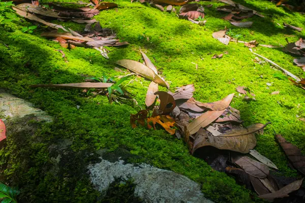 Podzim listí na zemi — Stock fotografie