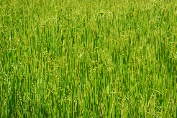 Paddy field — Stock Photo, Image