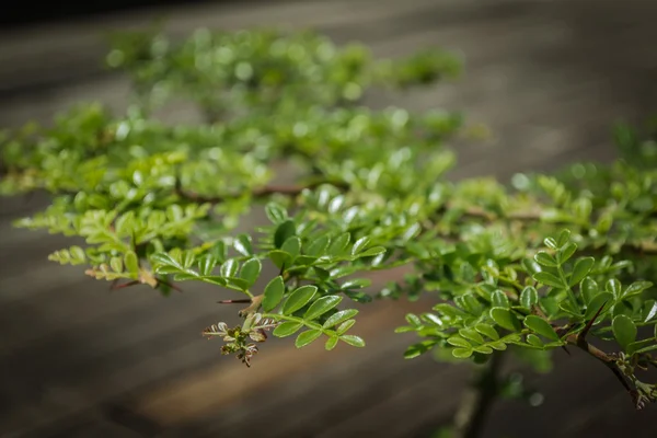 Bonsai på trä bakgrund — Stockfoto