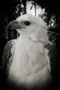 Beyaz Kartal kafası portresi