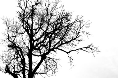 Beyaz bir ağaç siluet