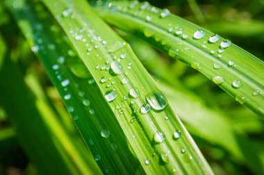 Lamongrass