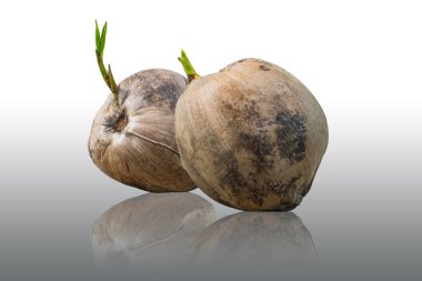 iki Hindistan cevizi büyüyen