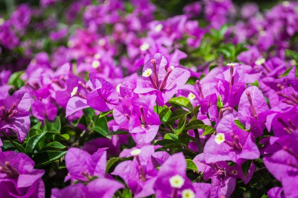 Bougainvillea or paper flower — Stock Photo, Image