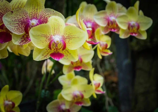 Falaenopsis, orquídea — Fotografia de Stock