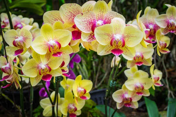 Phalaenopsis orkide