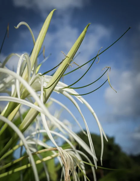 Crinum Asiaticum or Crinum Lily or Poison Bulb — Stock Photo, Image