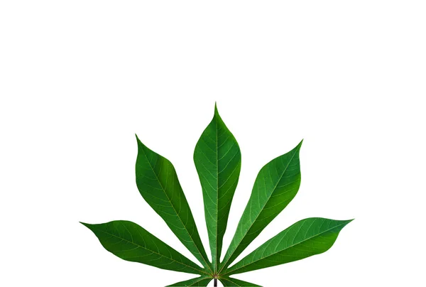 Een groen blad — Stockfoto