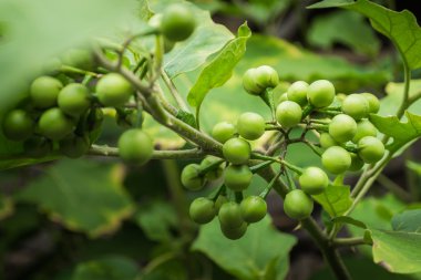 bezelye patlıcan ya da Şeytan'ın incir