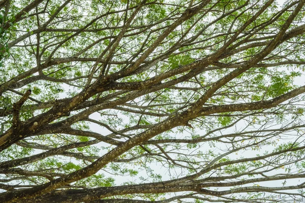 Rami di un albero grande — Foto Stock