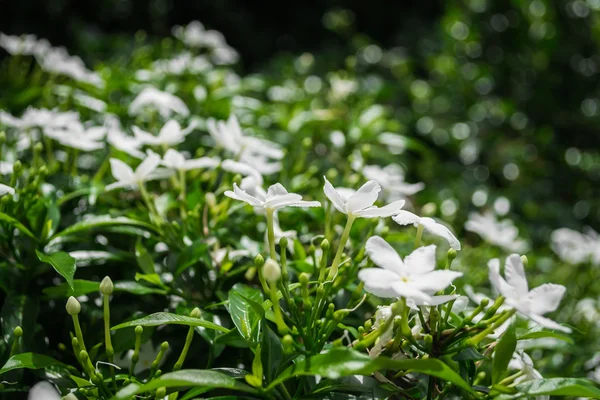 Gerdenia クレープ ジャスミン — ストック写真