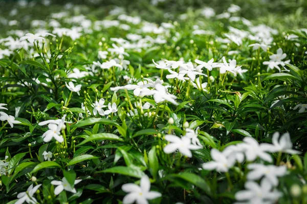 菊苣绉茉莉花 — 图库照片