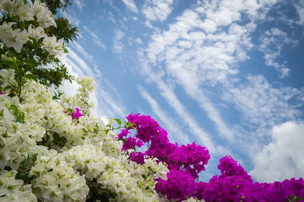 ブーゲンビリアや紙の花 — ストック写真