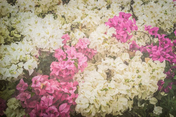 Bougainvillea eller papper blomma vintage bakgrund — Stockfoto