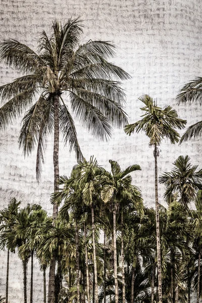 Bakgrund av palm tree — Stockfoto