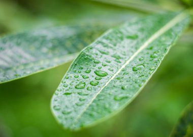 Dews üzerindeki yaprak