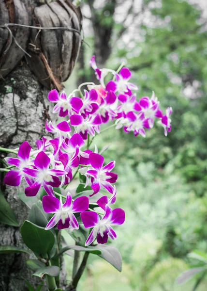 Orchidea su un albero — Foto Stock