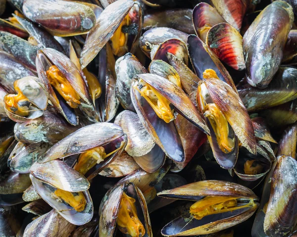 Fondo mejillón de mar — Foto de Stock