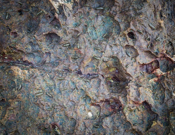 Морской слатер на скале — стоковое фото