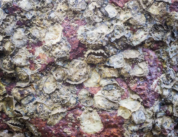Texture di ostrica sulla roccia — Foto Stock
