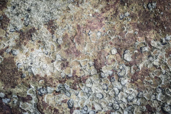 Текстура морского животного на скале — стоковое фото