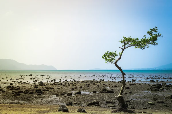 Ett träd på stranden — Stockfoto