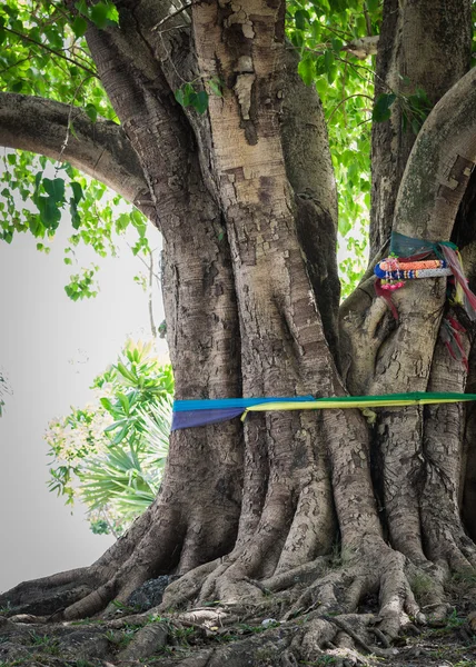 Stora pipal tree — Stockfoto