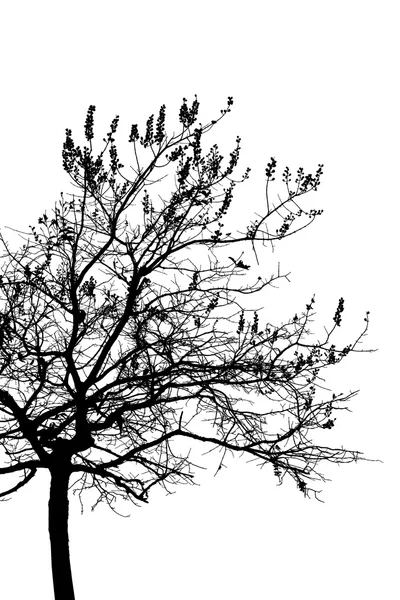 Ein Baum ist isoliert auf weiß — Stockfoto