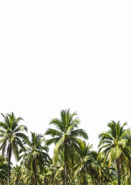 Plantación de coco se aísla en blanco —  Fotos de Stock