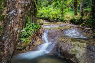 ormanda buğulaması su