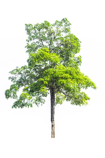 Grüner Baum auf weißem Hintergrund — Stockfoto