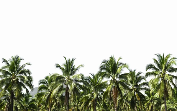 Plantación de coco se aísla en blanco —  Fotos de Stock