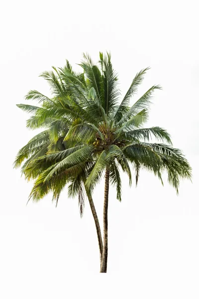 iki Hindistan cevizi ağacı üzerinde beyaz izole