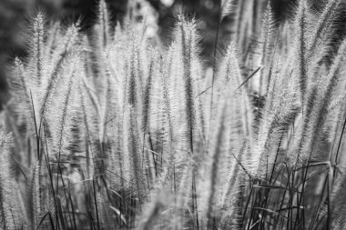 Çayırdaki çiçekler.