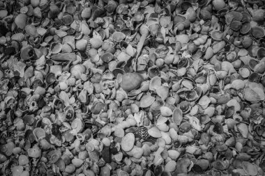 seashell arka plan yığını