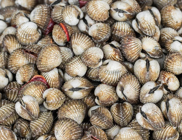 A pile of ark shell — Stock Photo, Image