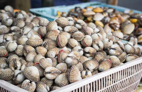 Coquille d'arche et mussle de mer dans des paniers — Photo
