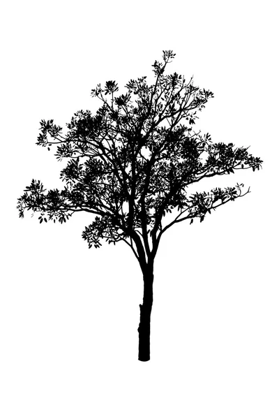 En siluett träd är isolerad på vit — Stockfoto