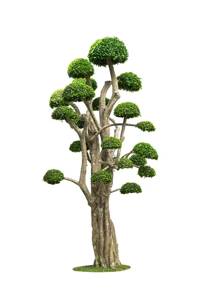 Büyük bonsai ağacı üzerinde beyaz izole — Stok fotoğraf