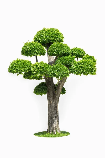 Großer Bonsai-Baum isoliert auf weiß — Stockfoto