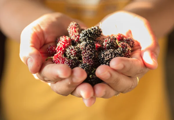 Ripen mulberry in hand — Stock Photo, Image