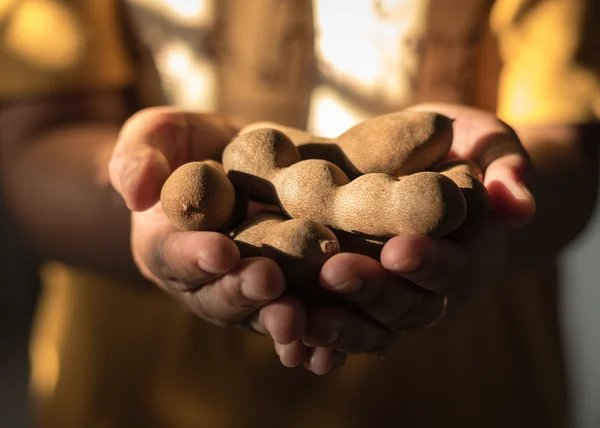 Zoete tamarindevruchten in hand — Stockfoto