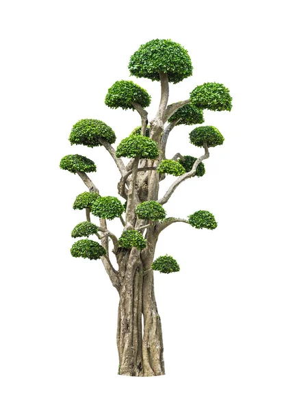 Büyük bonsai ağacı üzerinde beyaz izole — Stok fotoğraf