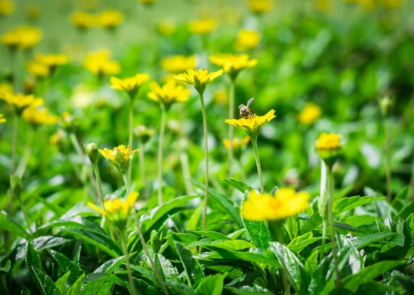 小さな黄色い花に蜂 — ストック写真