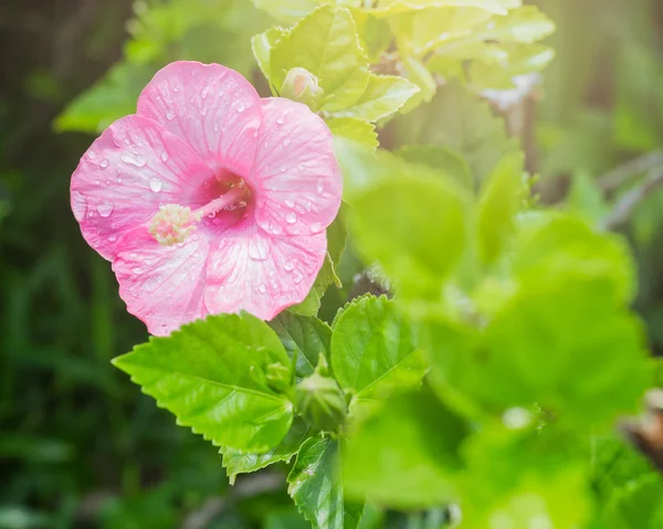 Pink hibiscus or chinese rose — Stock Photo, Image