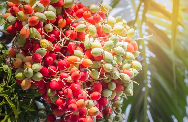 lipstick palm or sealing-wax palm or  raja palm under sunlight