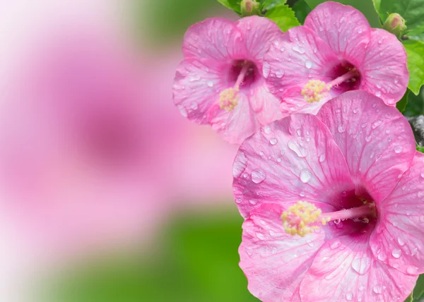 Rosa Hibiskus oder chinesische Rose — Stockfoto