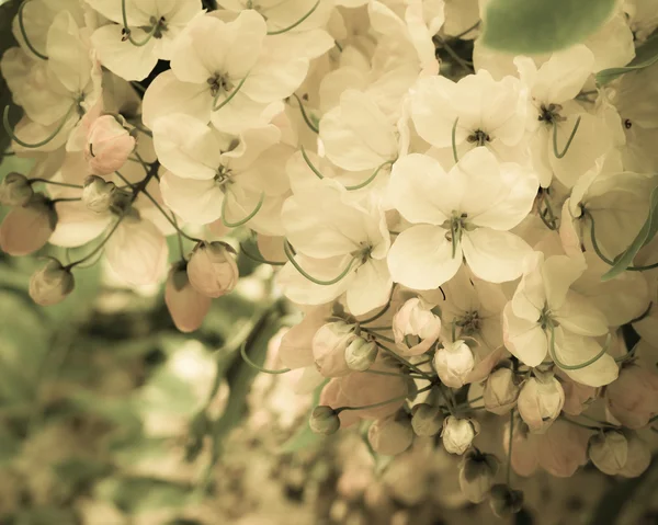 Flor de fístula de cassia — Foto de Stock