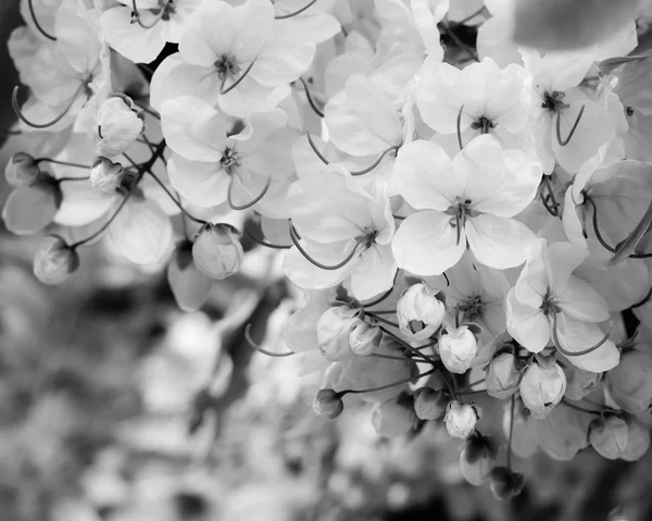 Цветок фистулы — стоковое фото